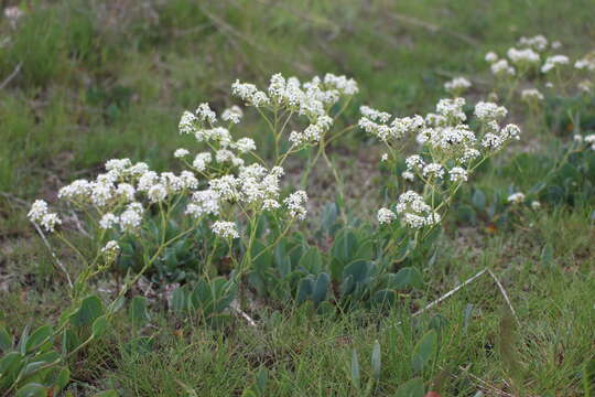 Image of Lepidium cartilagineum (J. Mayer) Thell.