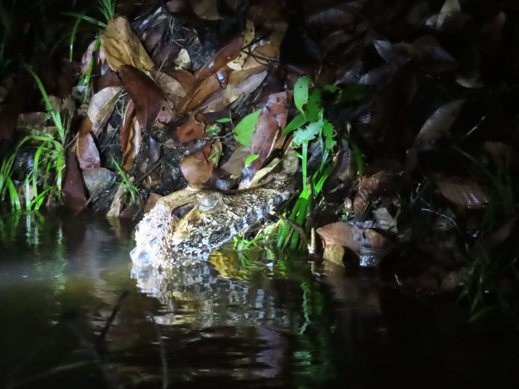 Image of Schneider's Smooth-fronted Caiman