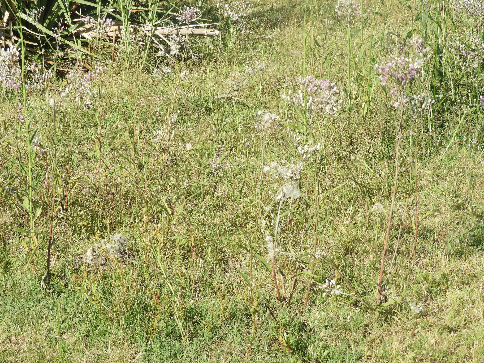 Image of Vernonia incana Less.