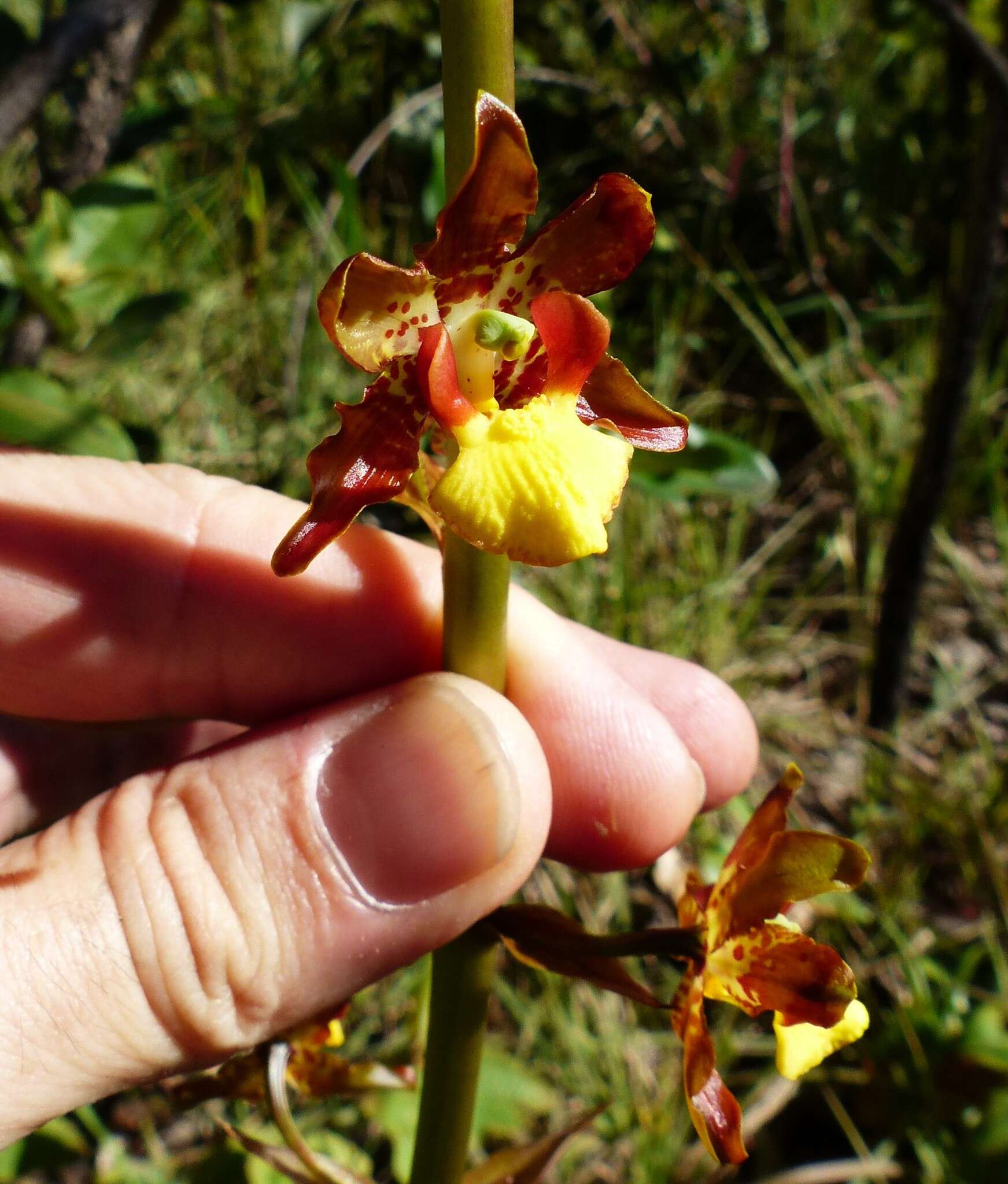 Image of Cyrtopodium eugenii Rchb. fil. & Warm.