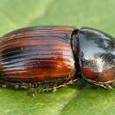 Image of Agrilinus rufus