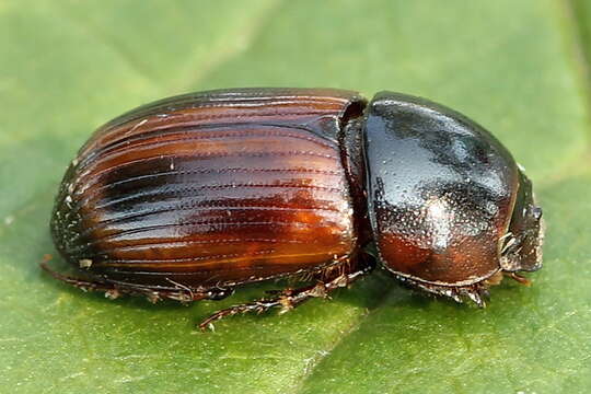 Imagem de Agrilinus rufus