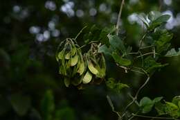 Image of Nissolia fruticosa Jacq.