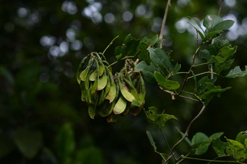 Image of Nissolia fruticosa Jacq.