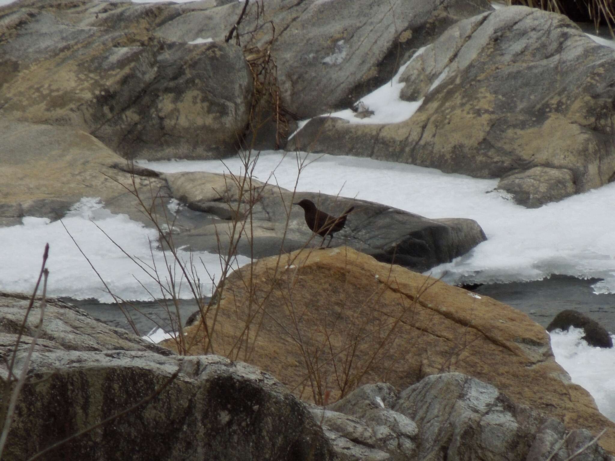 Image of Brown Dipper