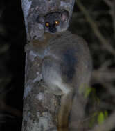 Image of Lesser Weasel Lemur