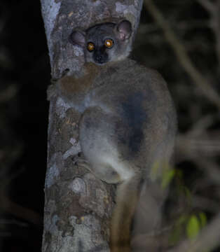 Image of Lesser Weasel Lemur