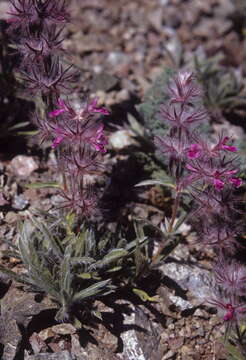 Image of Stachys lavandulifolia Vahl