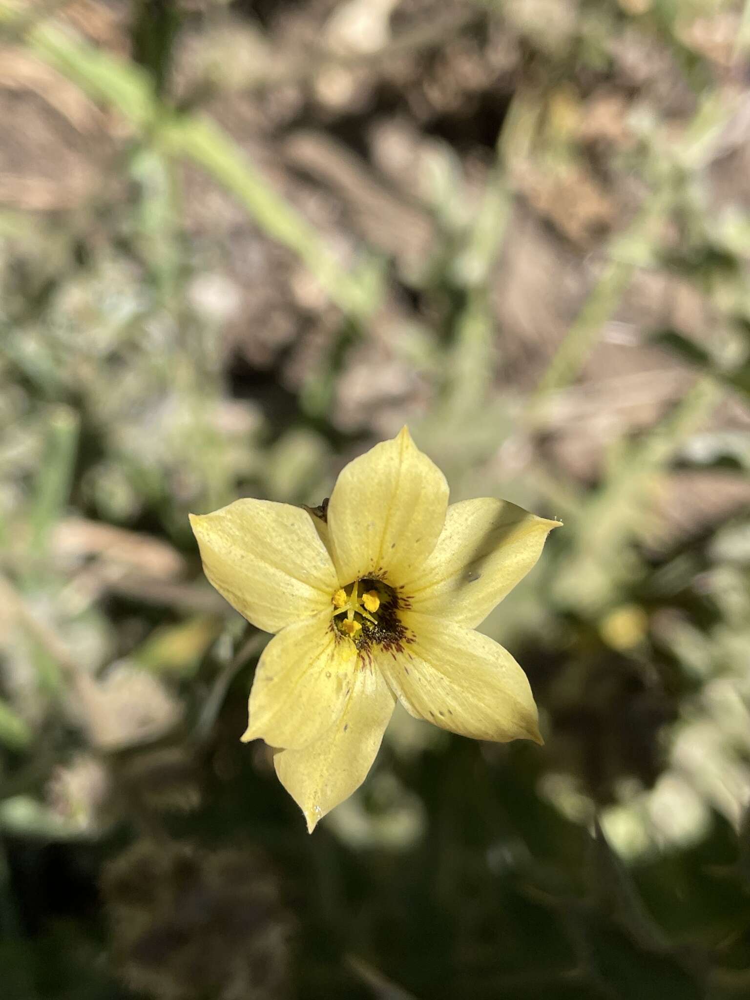 Image of Sisyrinchium arenarium Poepp.