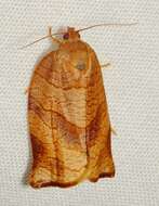 Image of Spotted Fireworm Moth