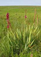 Imagem de Watsonia pulchra N. E. Br. ex Goldblatt