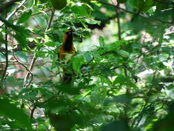 Image of Spot-breasted Oriole