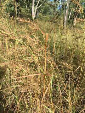 Plancia ëd Themeda quadrivalvis (L.) Kuntze