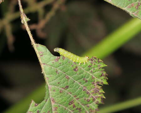 Image of <i>Euura spiraeae</i>