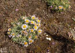 Imagem de Erigeron poliospermus A. Gray