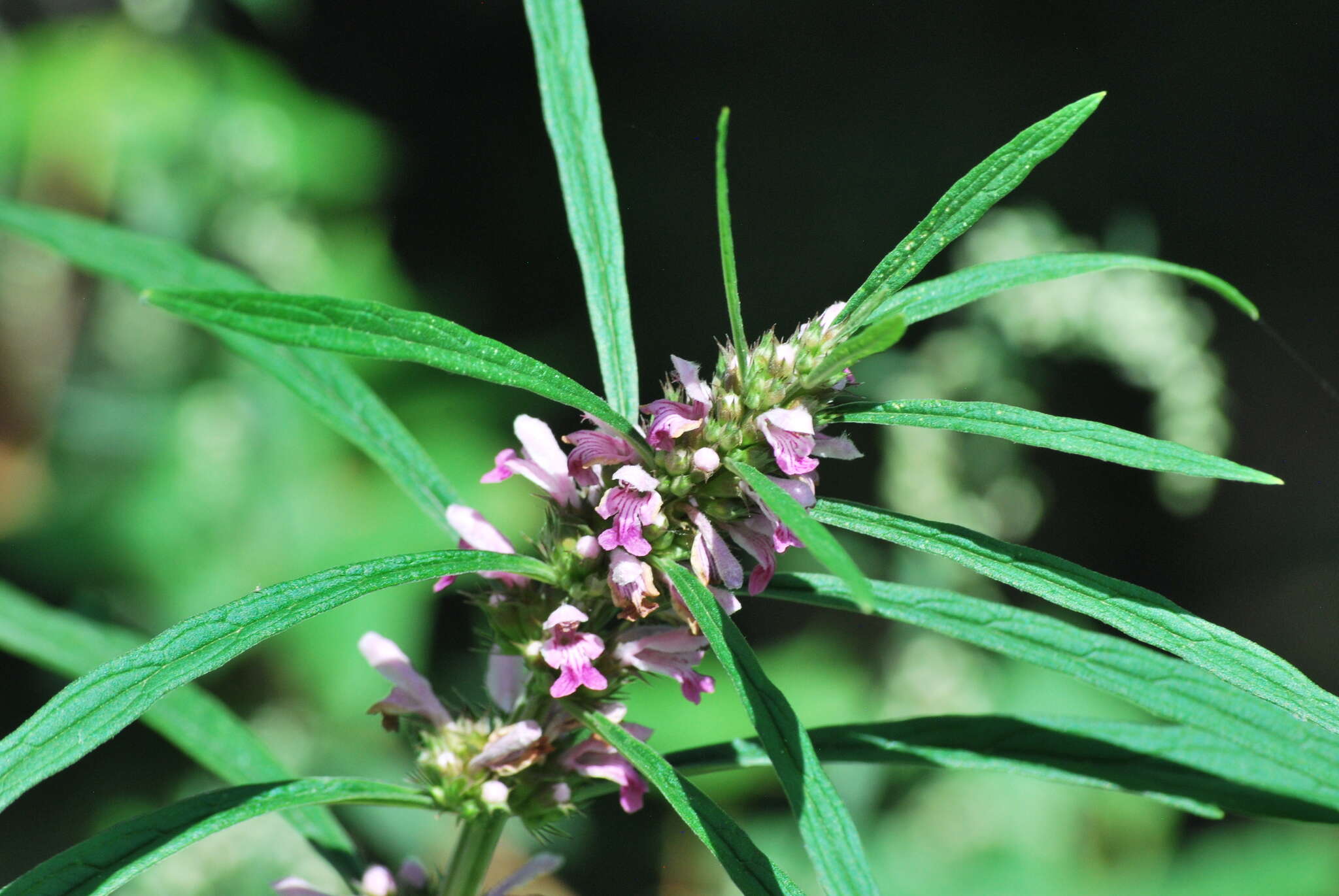 Image of Chinese motherwort