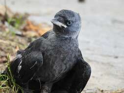 Sivun Corvus monedula soemmerringii kuva