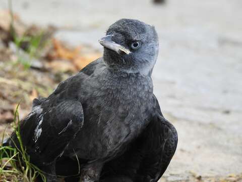 Image of Corvus monedula soemmerringii