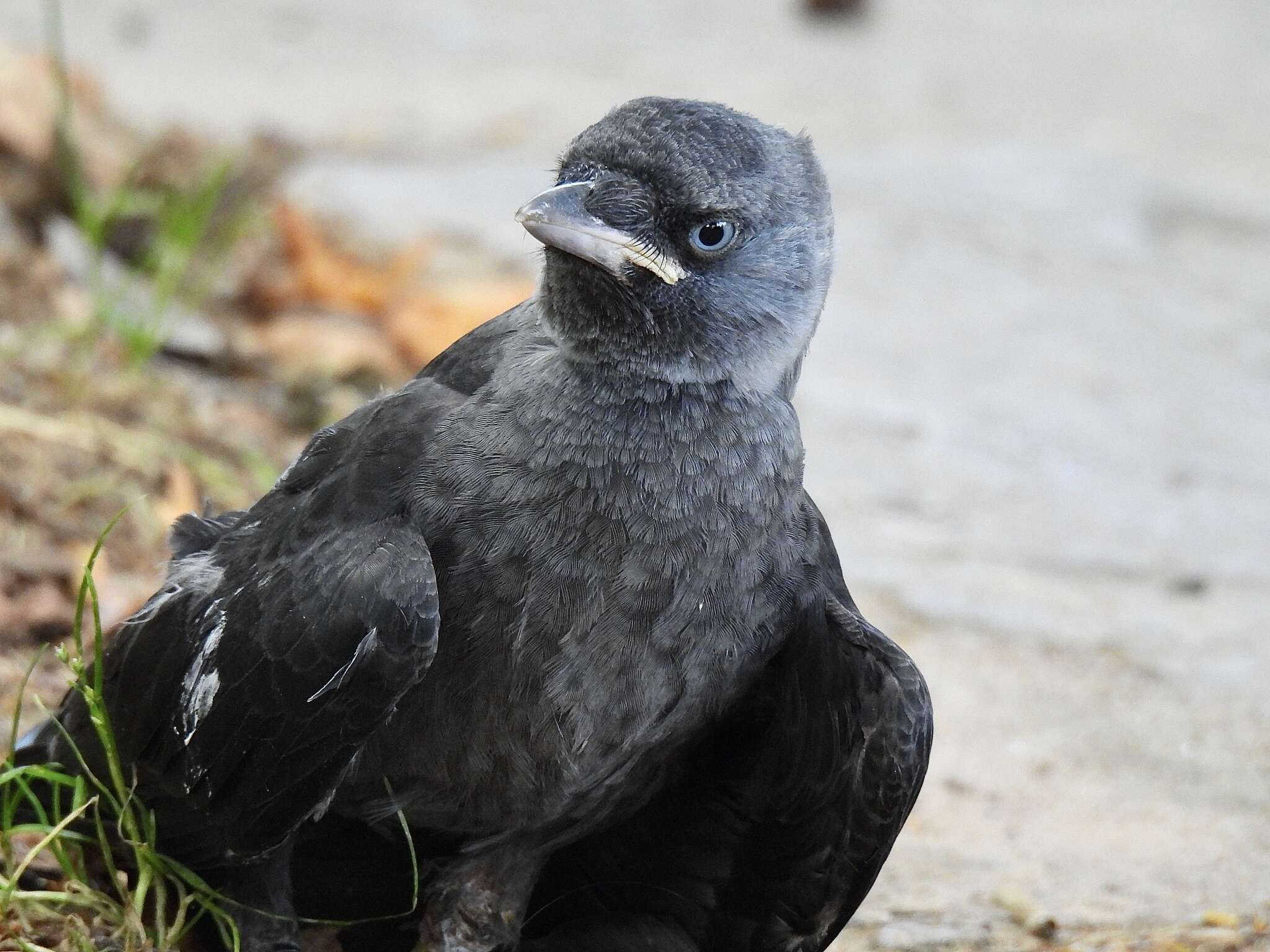 Image of Corvus monedula soemmerringii