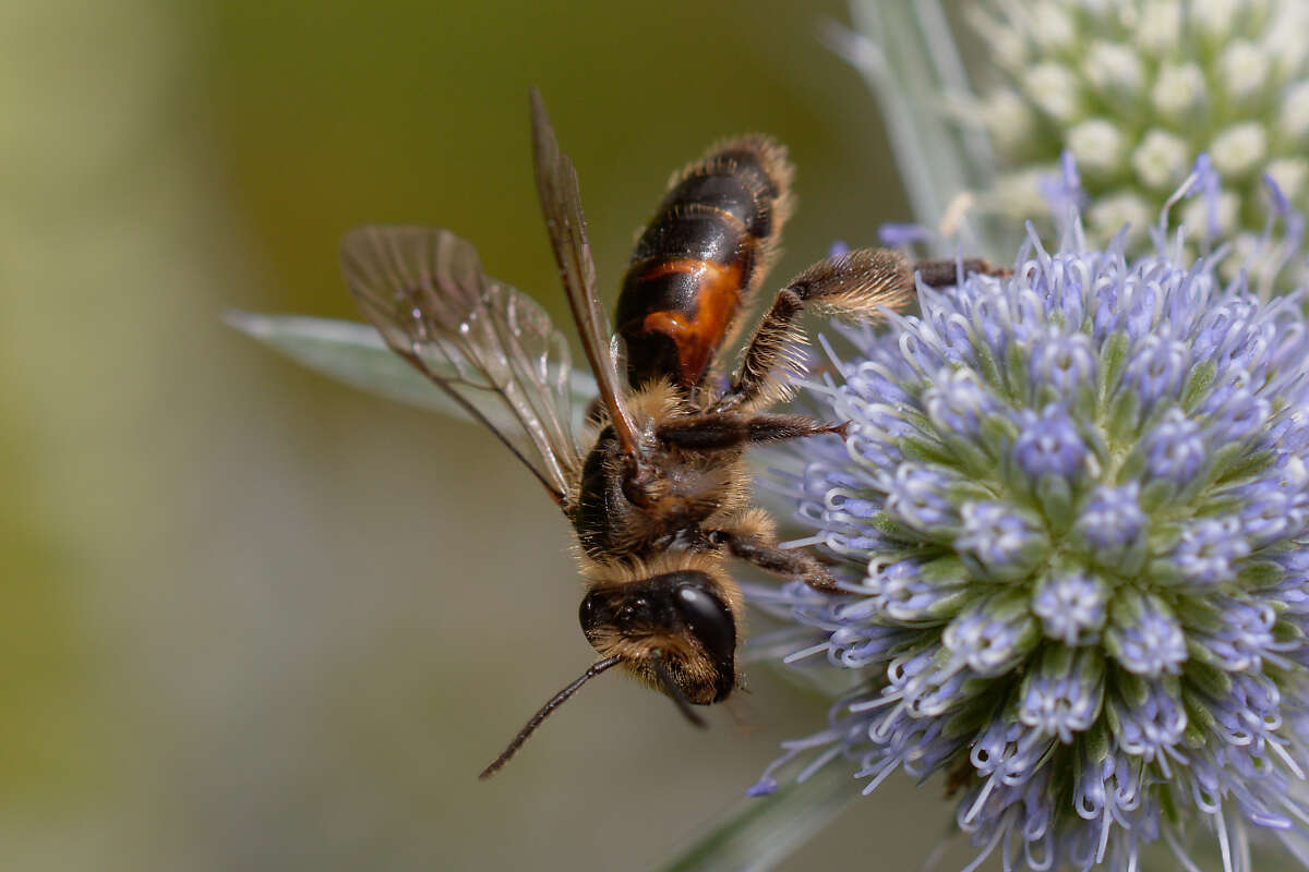 Plancia ëd Andrena rosae Panzer 1801