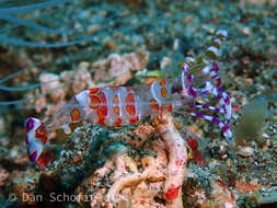 Image of Ancylomenes luteomaculatus Okuno & Bruce 2010