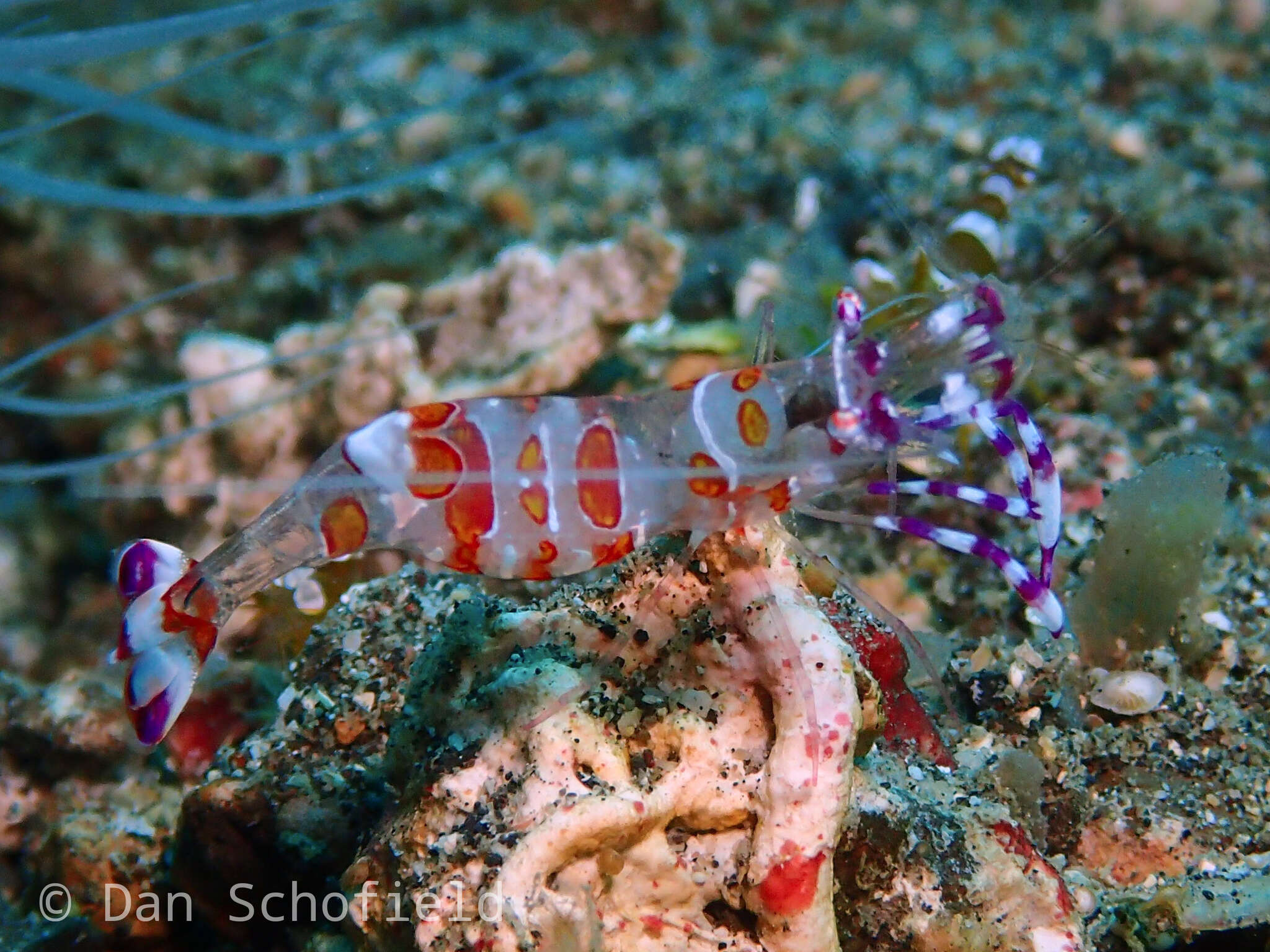 Image of Ancylomenes luteomaculatus Okuno & Bruce 2010