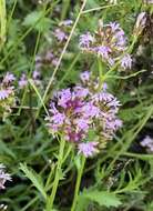 Lobelia jasionoides var. jasionoides resmi