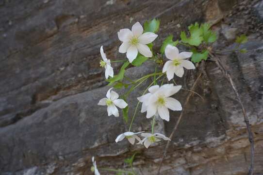 Imagem de Clematis acerifolia Maxim.