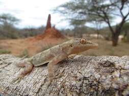 Image of Baobab Gecko