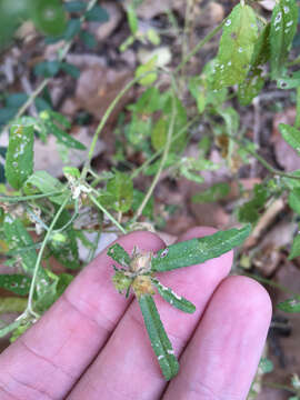 صورة Croton glandulosus L.