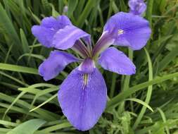 Image of Dixie iris