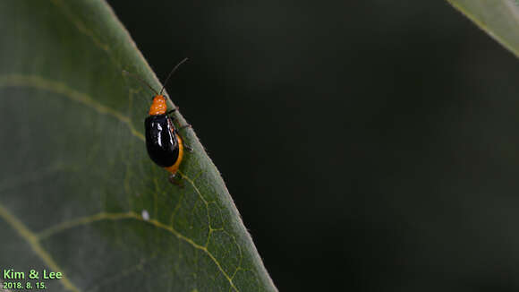 Image of <i>Aulacophora nigripennis</i>