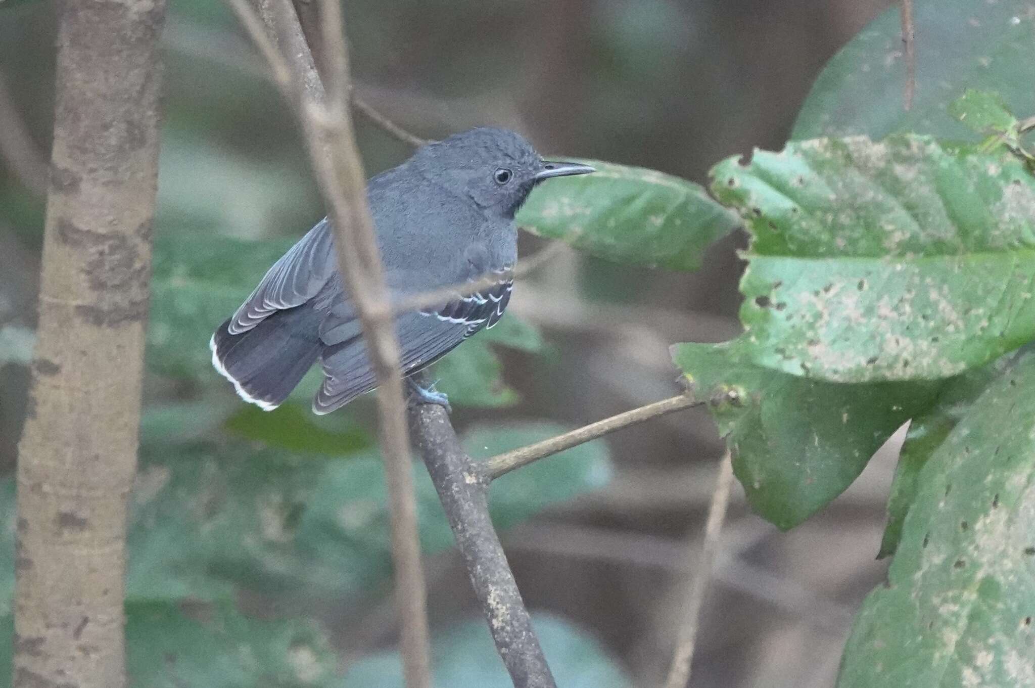 Image of Black-chined antbird