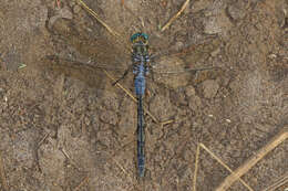 Image of Long Skimmer