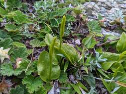 Imagem de Ophioglossum austroasiaticum Nishida