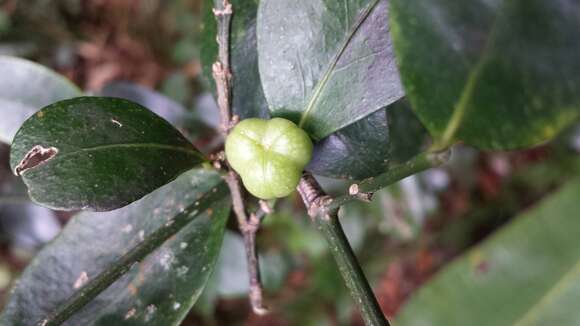 Image of Suregada boiviniana Baill.