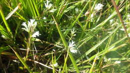 Sivun Polygala vulgaris subsp. vulgaris kuva