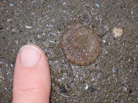 Image of giant burrowing anemone