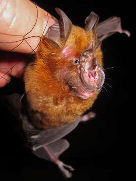 Image of Halcyon Horseshoe Bat