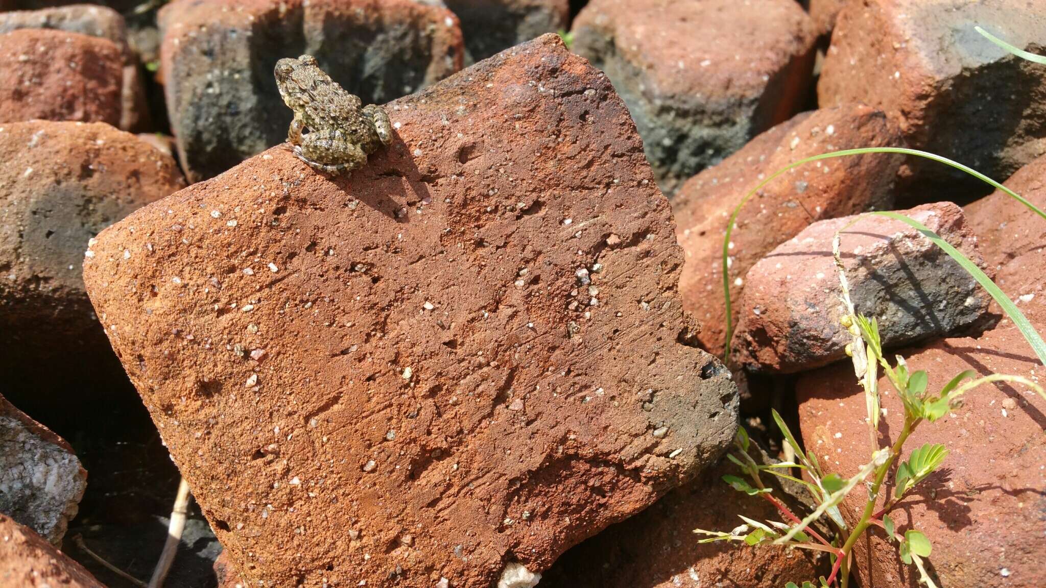 Image of Fejervarya multistriata (Hallowell 1861)