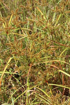 Imagem de Cyperus erythrorhizos Muhl.