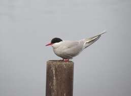 Image of Arctic Tern