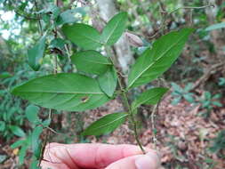 Sivun Benkara sinensis (Lour.) Ridsdale kuva