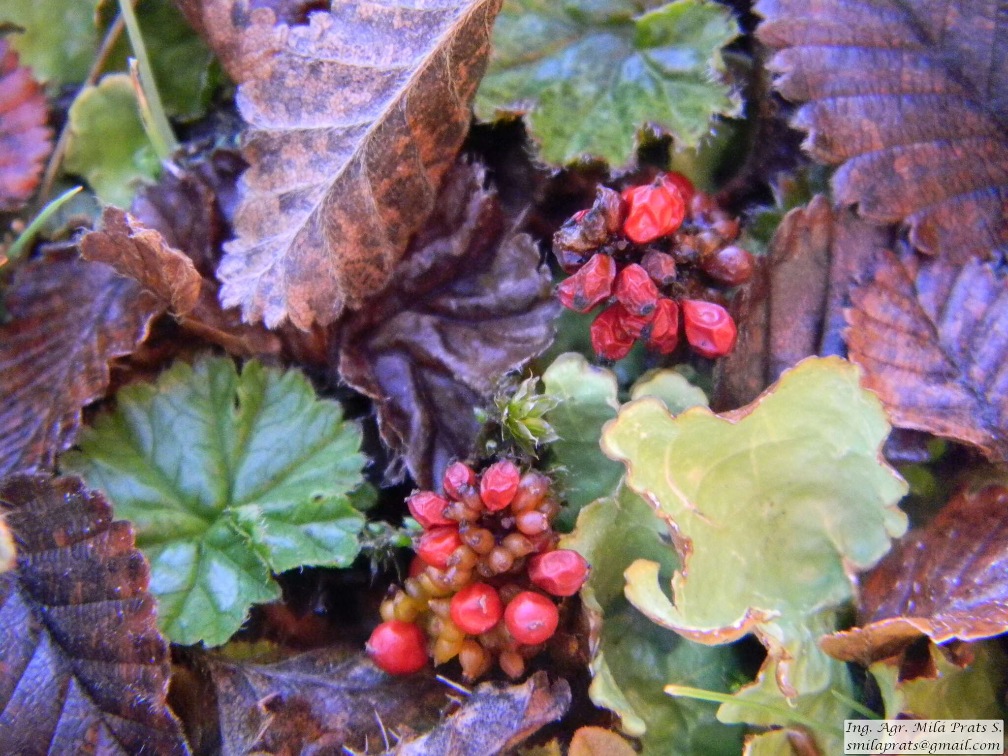 Sivun Gunnera magellanica Lam. kuva