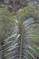 Bangsia aureocincta (Hellmayr 1910) resmi