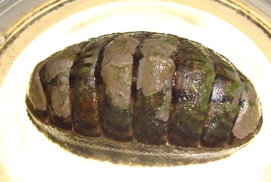 Image of smooth Panama chiton