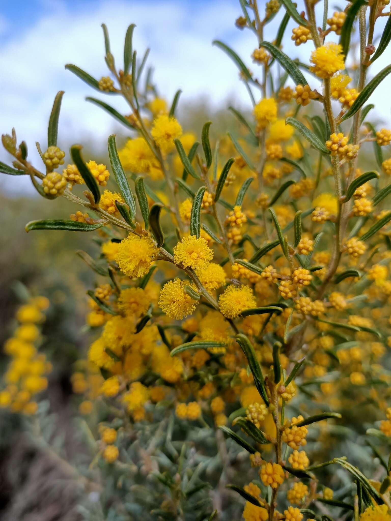 Image of Acacia wilhelmiana F. Muell.