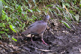 Image of White-throated Quail-Dove