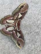 Image of Rothchild's Atlas Moth