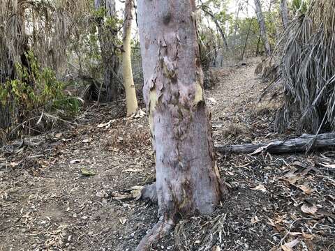 Image of lemonscented gum